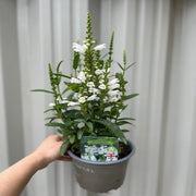 Physostegia Virginia 'Crown of Snow' 9cm -