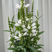 Physostegia Virginia 'Crown of Snow' 9cm -