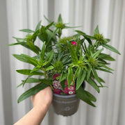 Dianthus 'Barbatus' 1.5L -