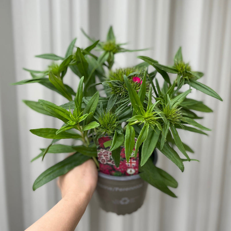 Dianthus 'Barbatus' 1.5L -