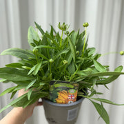 Coreopsis grandiflora 'Illico' 9cm/1.5L -