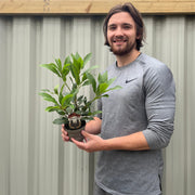 Laurus nobilis (9cm) (20-30cm in height inc pot) -