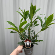 Laurus nobilis (9cm) (20-30cm in height inc pot) -