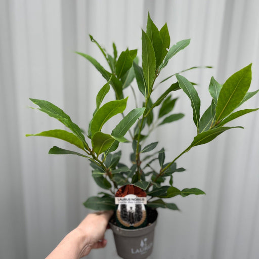 Laurus nobilis (9cm) (20-30cm in height inc pot) -