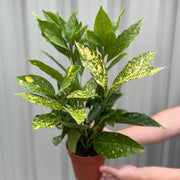 Aucuba japonica (Spotted Laurel) 1.5L (Multibuy Offers Available) -
