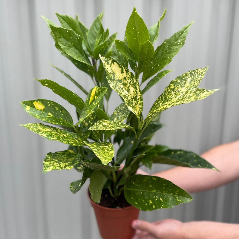 Aucuba japonica (Spotted Laurel) 1.5L (Multibuy Offers Available) -