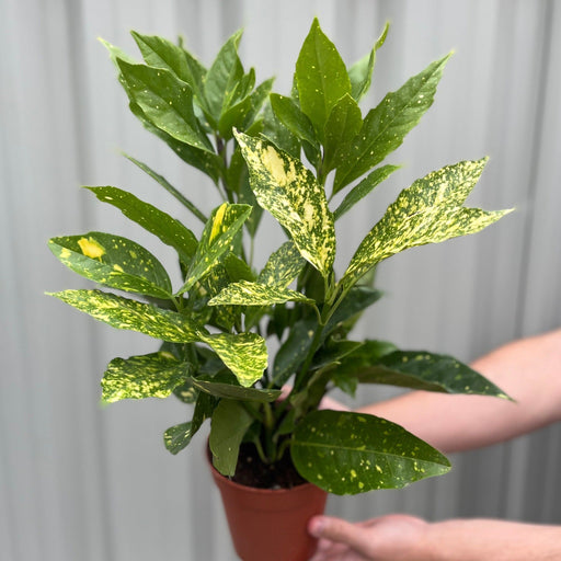 Aucuba japonica (Spotted Laurel) 1.5L (Multibuy Offers Available) -