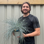 Blue Grass - Festuca Elijah Blue -