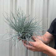 Blue Grass - Festuca Elijah Blue -
