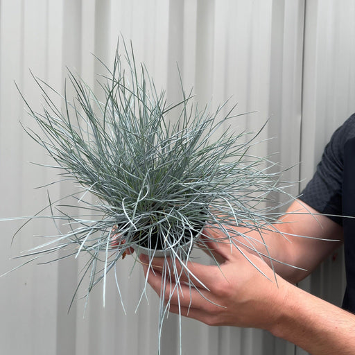 Blue Grass - Festuca Elijah Blue -