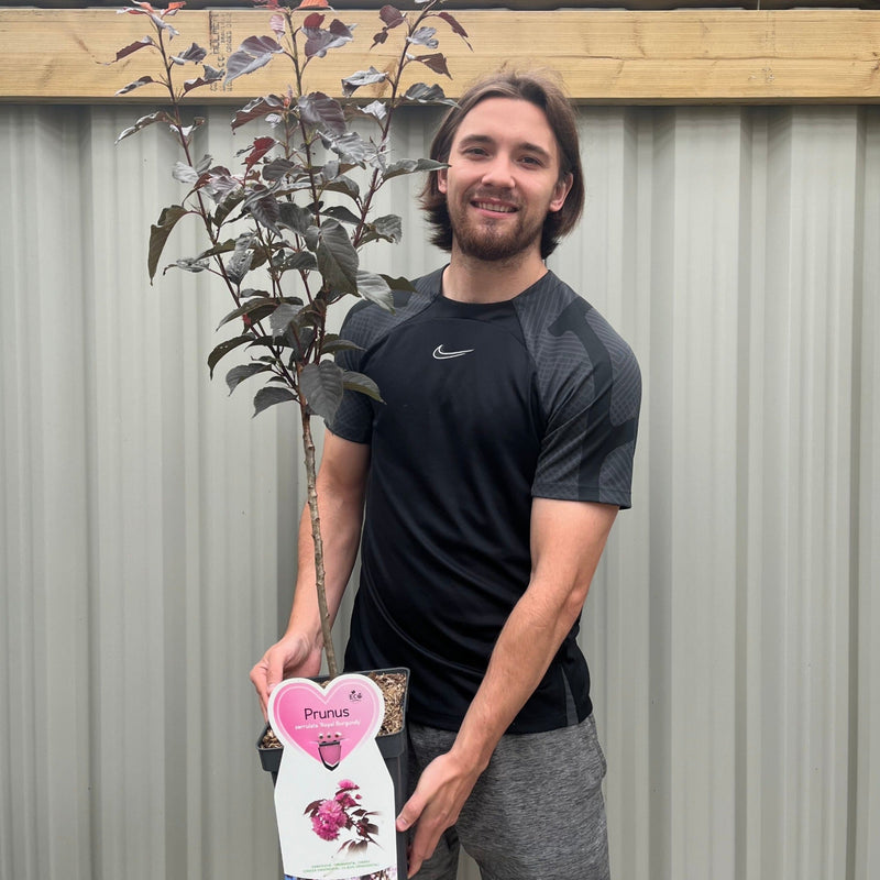 Ornamental Flowering Cherry Blossom Tree Dwarf - Prunus serrulata 'Royal Burgundy' 1m -