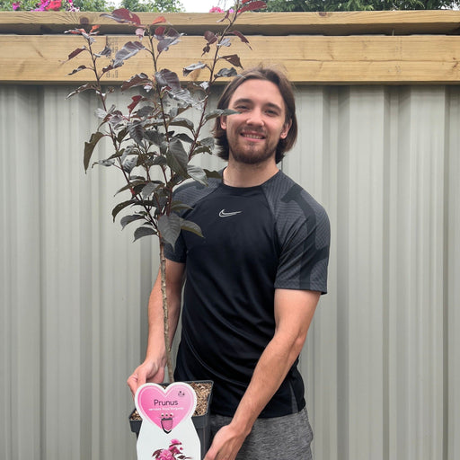 Ornamental Flowering Cherry Blossom Tree Dwarf - Prunus serrulata 'Royal Burgundy' 1m -