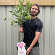 Ornamental Flowering Cherry Blossom Tree Dwarf - Nipponica 'Ruby' -