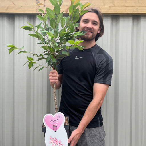 Ornamental Flowering Cherry Blossom Tree Dwarf - Nipponica 'Ruby' -