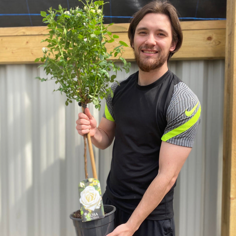 Patio Standard Rose 'White' 60-70cm -