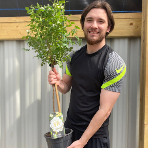 Patio Standard Rose 'White' 60-70cm -