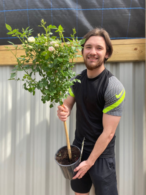 Patio Standard Rose 'White' 60-70cm -