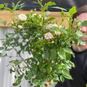 Patio Standard Rose 'White' 60-70cm -