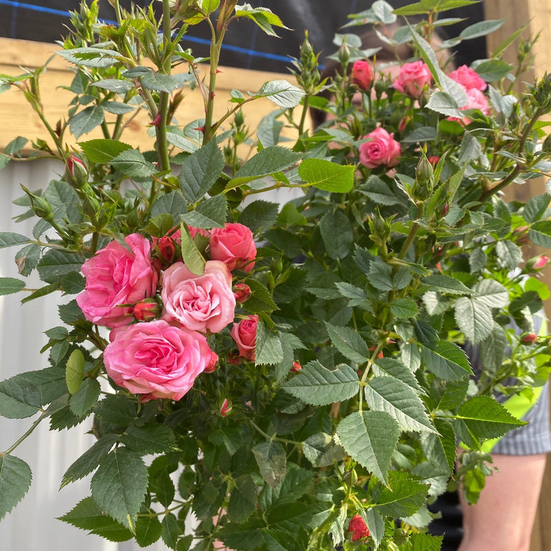 Patio Standard Rose 'Pink' -