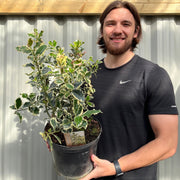 Ilex 'Argentea Marginata' Holly 9cm / 2L -