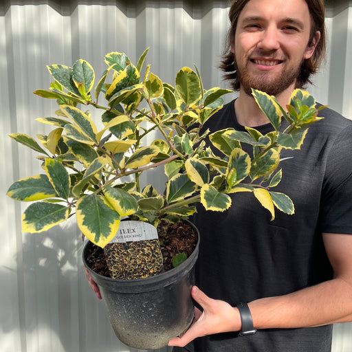 Ilex 'Golden King' | Variegated Holly 5L -