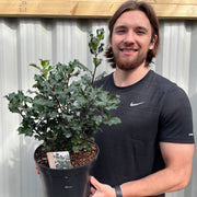 Ilex 'Blue Angel' Holly 5L -
