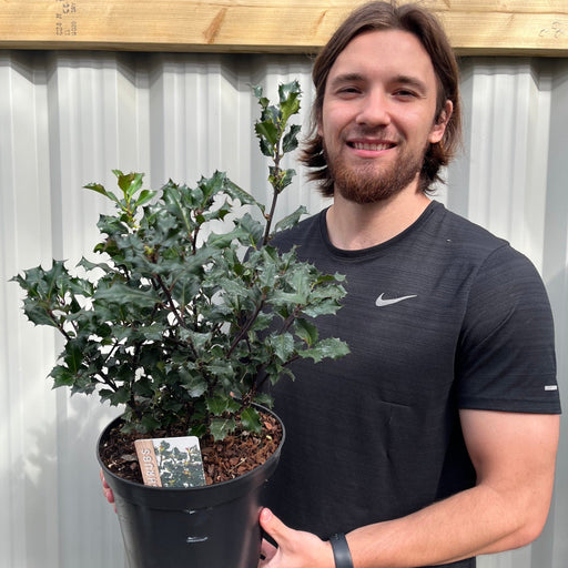 Ilex 'Blue Angel' Holly 5L -