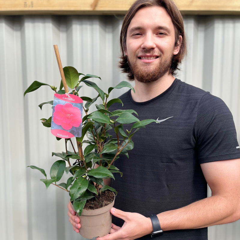 Camellia x Wiliamsi (Hybrid Camellia) 50-60cm -