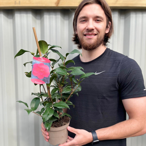 Camellia x Wiliamsi (Hybrid Camellia) 50-60cm -