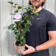 Camellia japonica Bonomiana 40-50cm / 90-100cm -