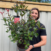 Photinia 'Carre Rouge' 80-90cm (5L) -