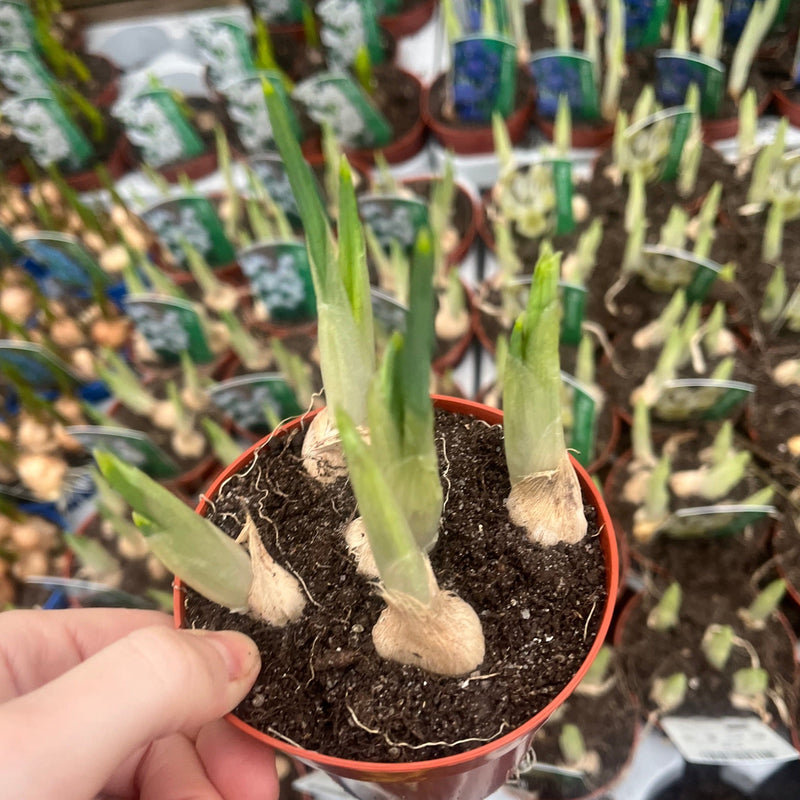 Our selection of 3 Potted Spring Bulbs -