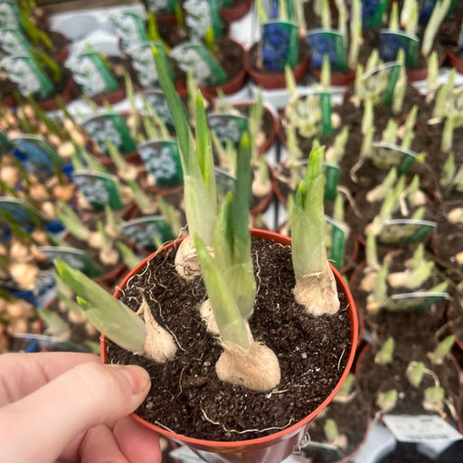 Our selection of 3 Potted Spring Bulbs -