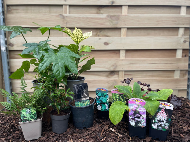 Our Hand Picked Selection of Shade Tolerant Plants -