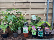 Our Hand Picked Selection of Shade Tolerant Plants -