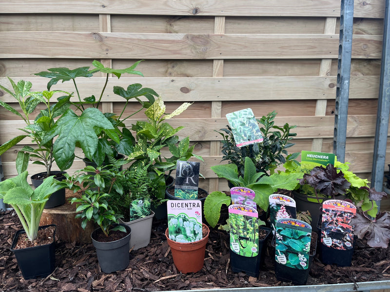 Our Hand Picked Selection of Shade Tolerant Plants -