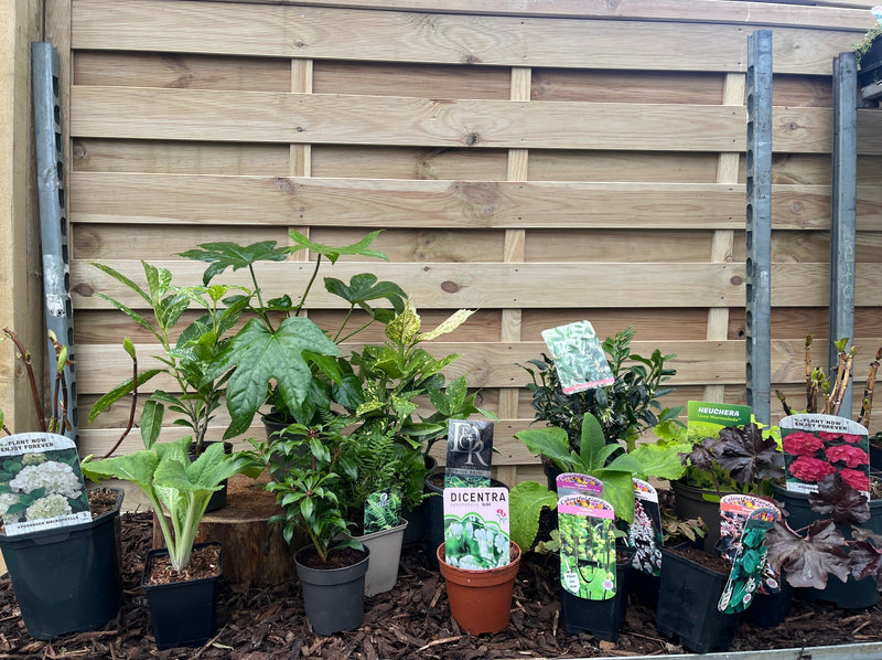 Our Hand Picked Selection of Shade Tolerant Plants -