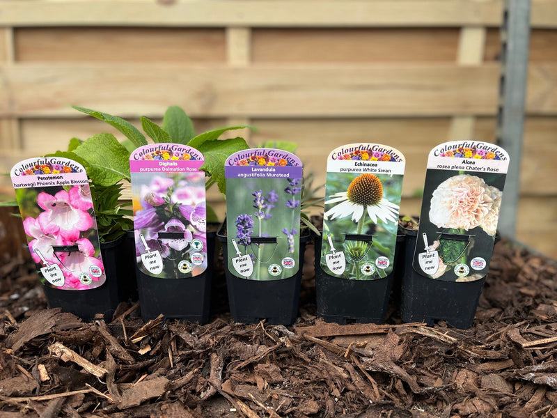 Our Hand Picked Selection of Butterfly and Bee Attracting Plants -