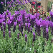 Lavender Stoechas - Javelin Deep Purple 9cm/1.5L/2L -