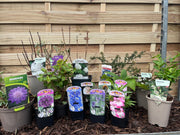 Our Hand Picked Selection of Butterfly and Bee Attracting Plants -