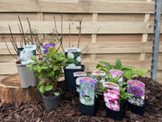 Our Hand Picked Selection of Butterfly and Bee Attracting Plants -
