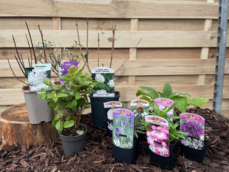 Our Hand Picked Selection of Butterfly and Bee Attracting Plants -