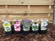 Our Hand Picked Selection of Plants For a Sunny Location -