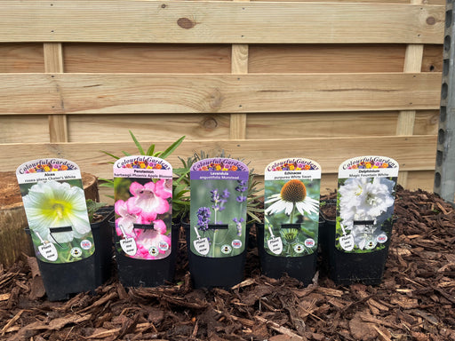 Our Hand Picked Selection of Plants For a Sunny Location -