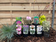 Our Hand Picked Selection of Plants For a Sunny Location -