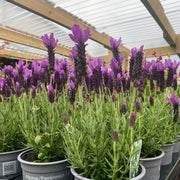 Lavender Stoechas - Javelin Deep Purple 9cm/1.5L/2L -