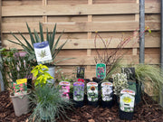 Our Hand Picked Selection of Plants For a Sunny Location -