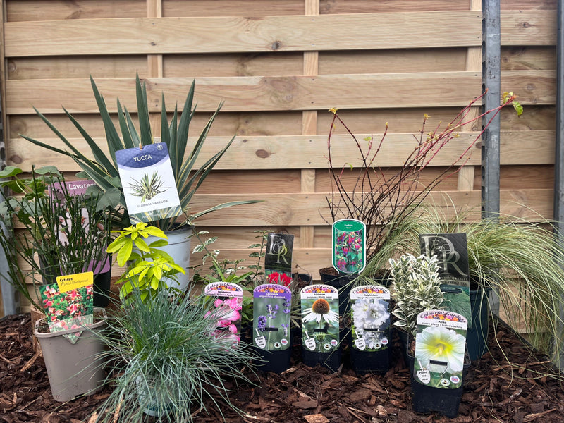 Our Hand Picked Selection of Plants For a Sunny Location -