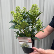 Skimmia japonica 'Fragrant Cloud' 9cm/2L/5L -