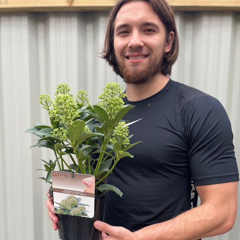 Skimmia japonica 'Fragrant Cloud' 9cm/2L/5L -